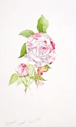 Rosa Ferdinand Pichard